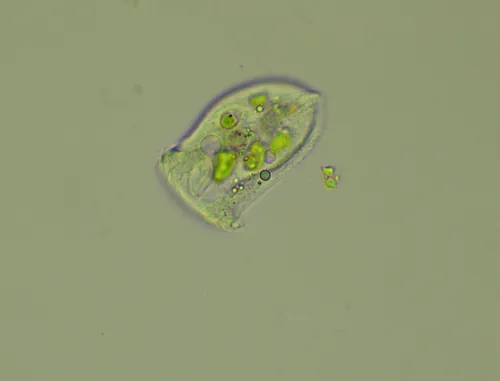 Phascolodon vorticella