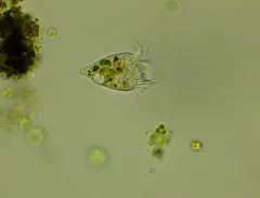 Strobilidium caudatum thumbnail 3