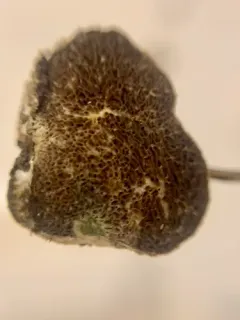 Hymenogaster subalpinus thumbnail 1