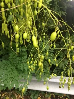 Japanese pagoda tree thumbnail 2