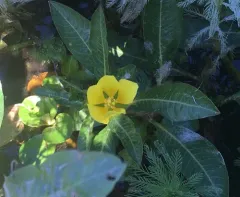 floating primrose-willow thumbnail 2