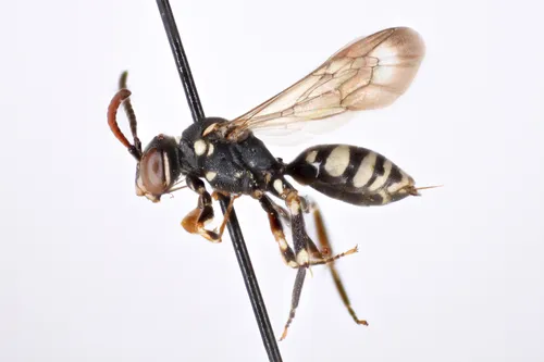 Nomada mutans