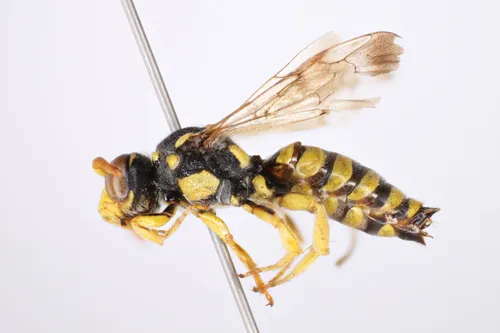 Nomada semisuavis