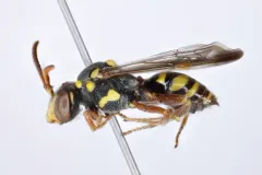 Texas Nomad Bee thumbnail 1