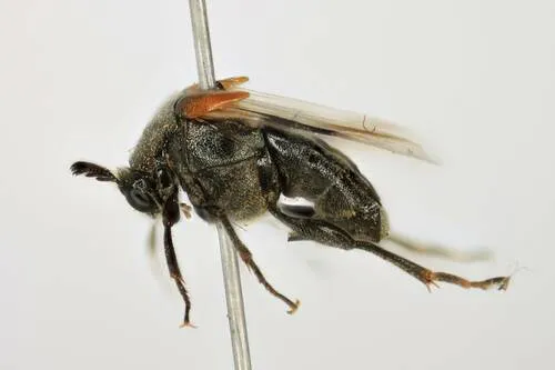 Ripiphorus columbianus