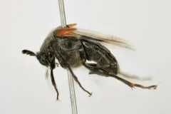 Ripiphorus columbianus thumbnail 1
