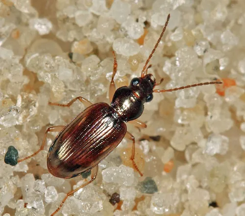 Bembidion contractum