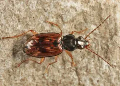 Bembidion graciliforme thumbnail 2
