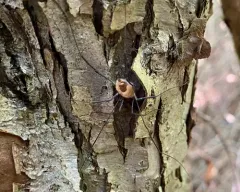 Pandora phalangicida thumbnail 3