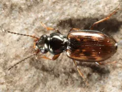 Bembidion mimus thumbnail 2