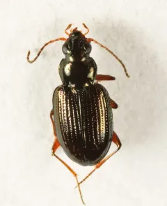 Bembidion nigrum thumbnail 2