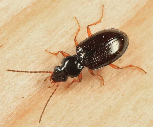 Bembidion semistriatum