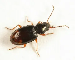 Bembidion transparens thumbnail 2