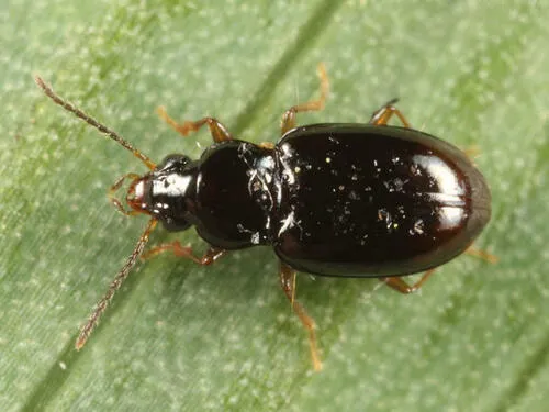 Elaphropus capax