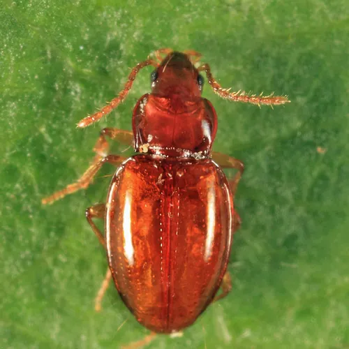 Elaphropus ferrugineus
