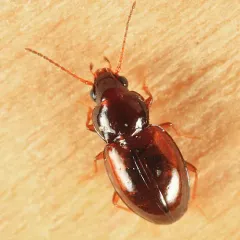 Elaphropus granarius thumbnail 2