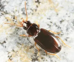 Elaphropus parvulus thumbnail 4