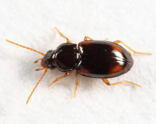 Elaphropus vernicatus