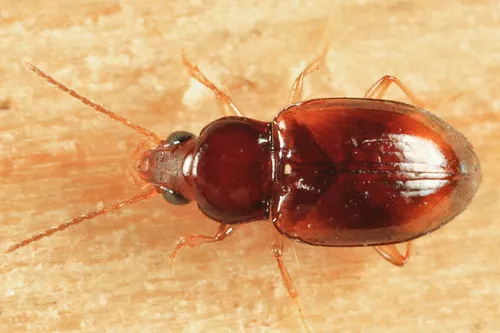 Elaphropus vivax