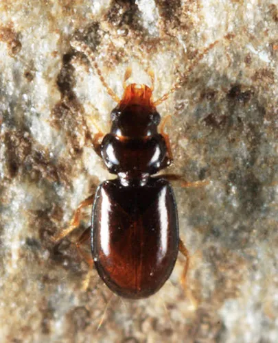 Tachys laevus