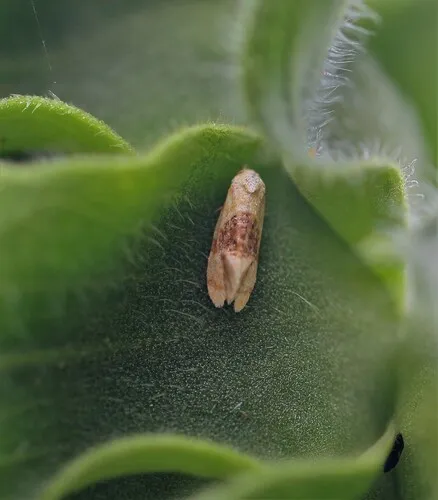 Banded Sunflower Moth