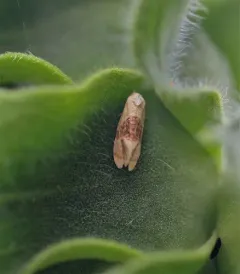 Banded Sunflower Moth thumbnail 1