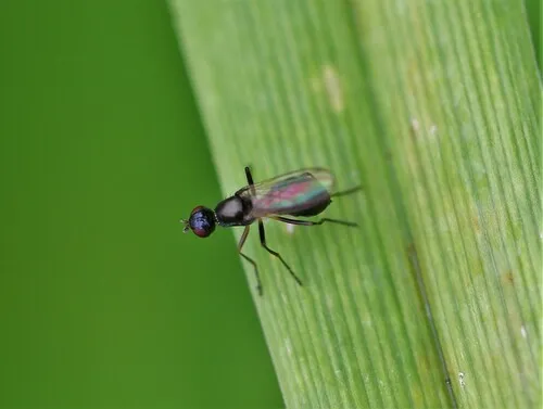 Nemopoda nitidula