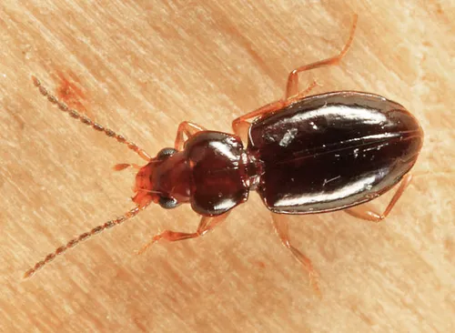 Tachys potomaca