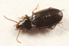 Tachyta angulata thumbnail 1