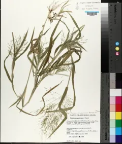 Gattinger's panic grass thumbnail 2