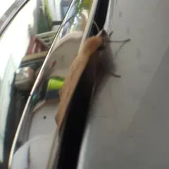 Omnivorous Looper thumbnail 1