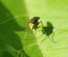 Tachytrechus moechus thumbnail 4