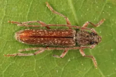 Anelaphus pumilus thumbnail 3