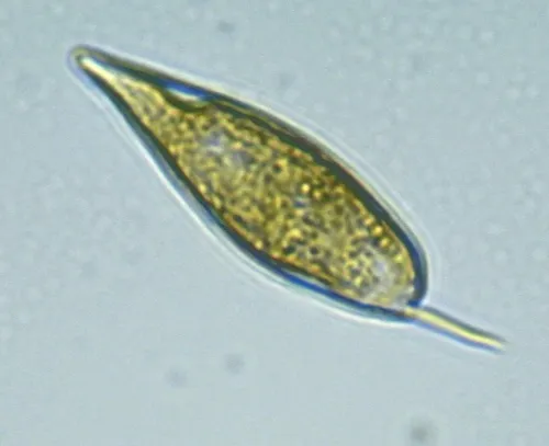 Prorocentrum gracile
