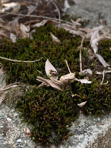 Thickpoint Bloom Moss