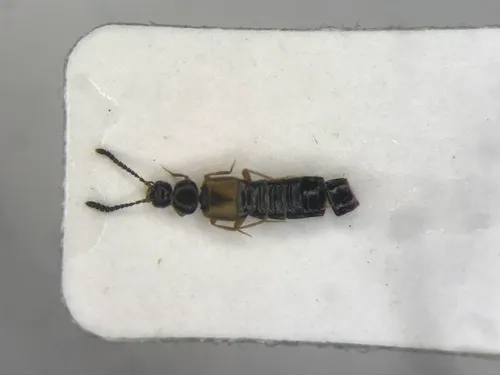 Atheta crenuliventris