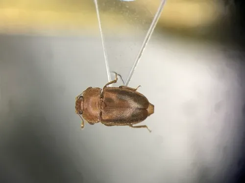 Avaricious Sap Beetle
