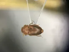 Avaricious Sap Beetle thumbnail 1