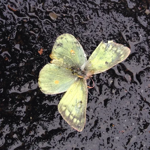 Clouded Sulphur