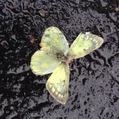 Clouded Sulphur thumbnail 1