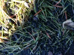 Bolander's quillwort thumbnail 4