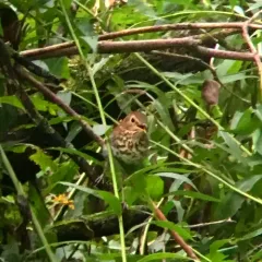 Swainson's Thrush thumbnail 2