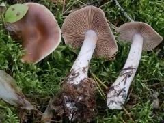 Cortinarius armeniacus thumbnail 1