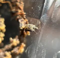 Museum Beetle thumbnail 3