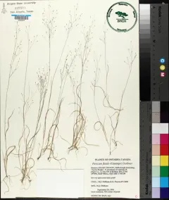 Wiry Witch Grass thumbnail 2