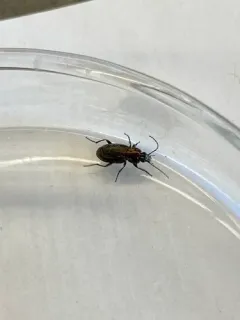 Cypress Ground Beetle thumbnail 4