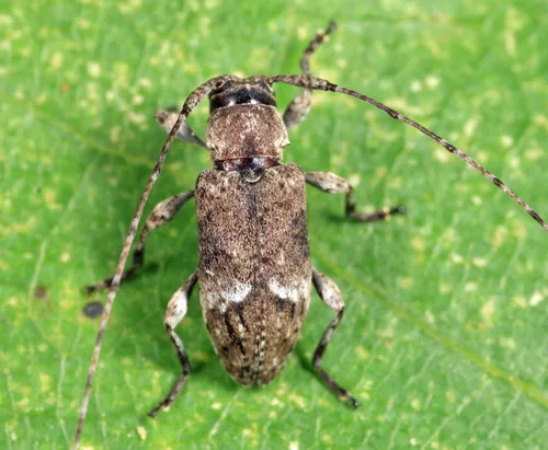 Sternidius punctatus