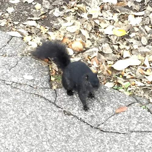 Eastern Gray Squirrel