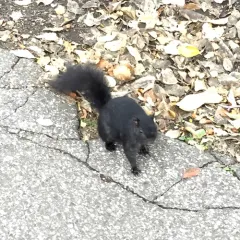 Eastern Gray Squirrel thumbnail 1