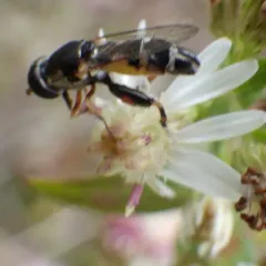 Thick-legged Hover Fly thumbnail 2